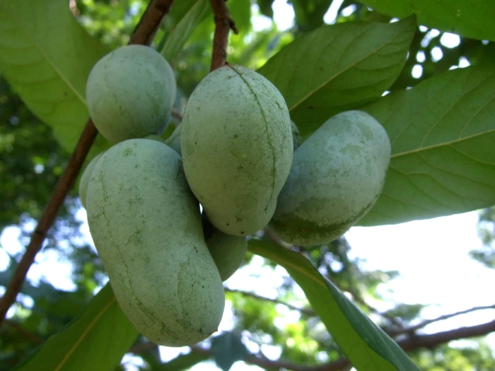 Asimina triloba image
