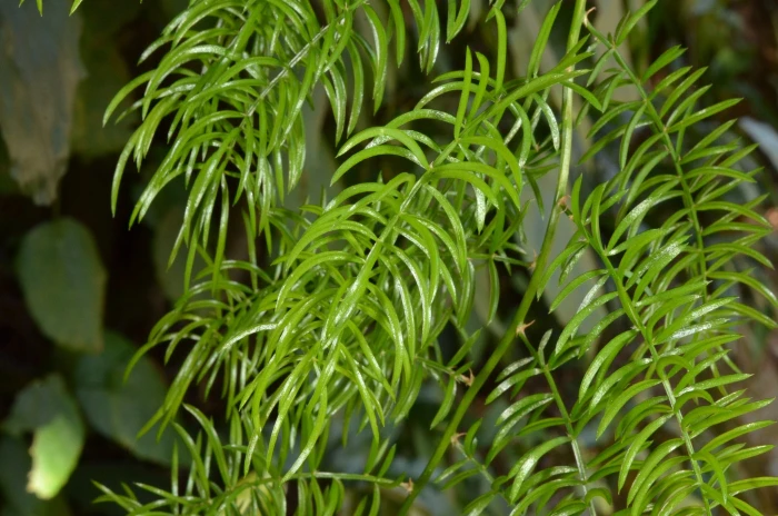 Asparagus cochinchinensis image