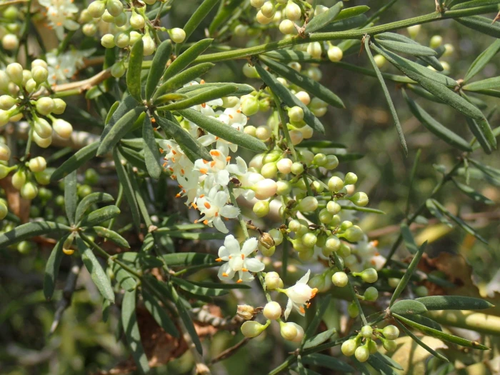 Asparagus falcatus image
