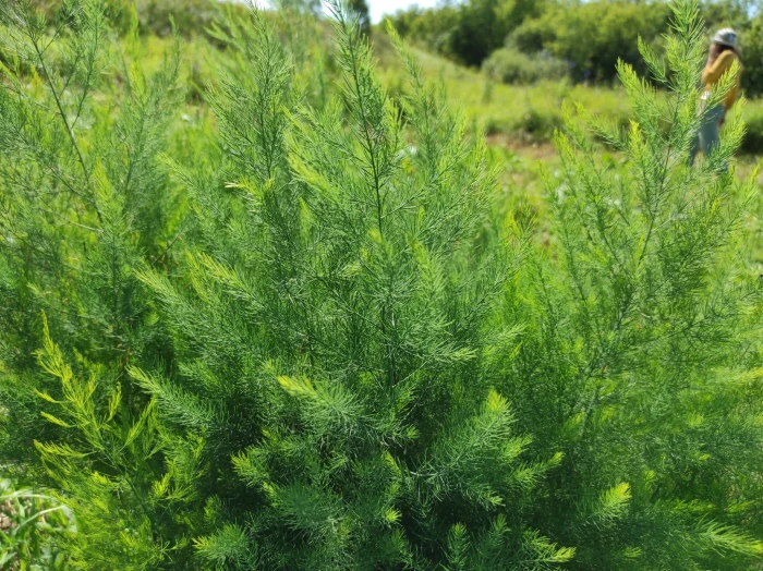 Asparagus officinalis image