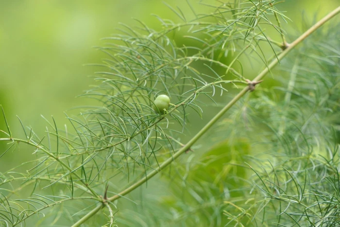 Asparagus racemosus image