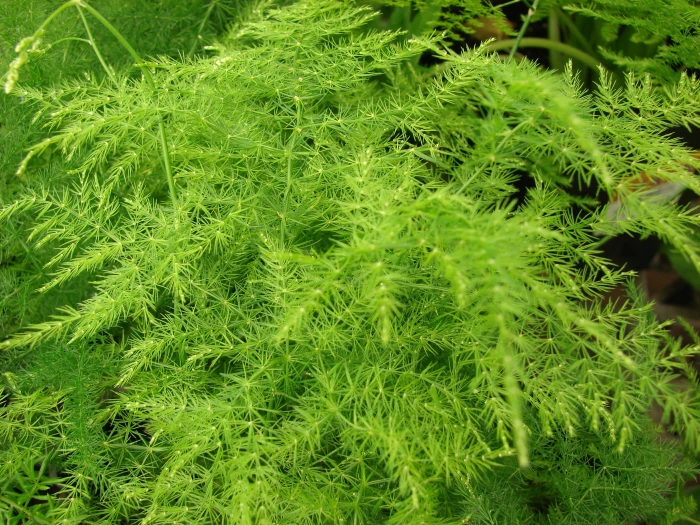 Asparagus setaceus image