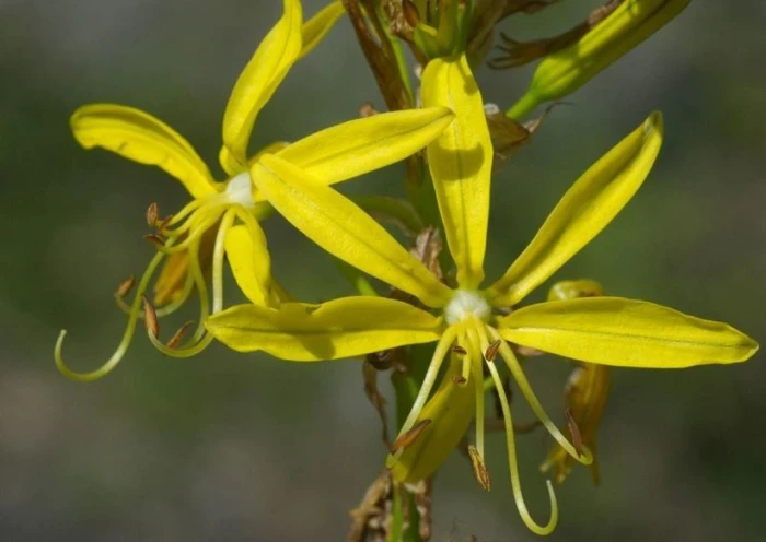 Asphodeline lutea image
