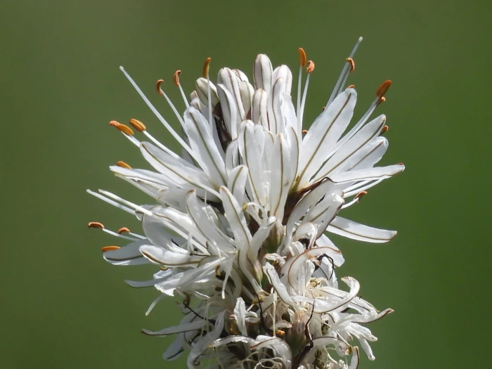 Asphodelus albus image