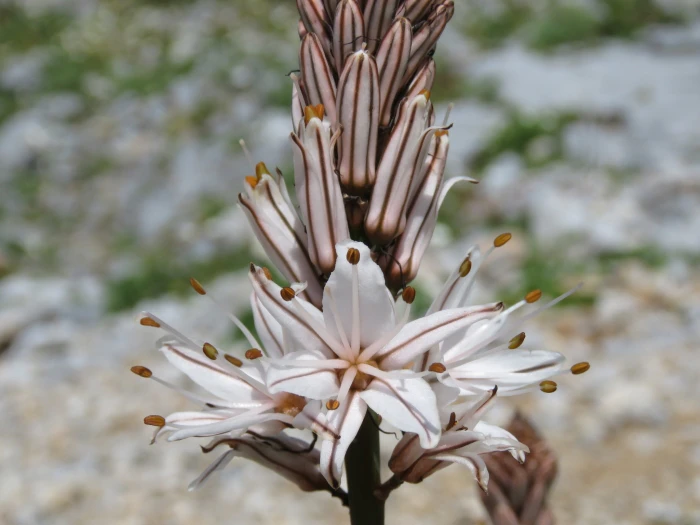 Asphodelus ramosus image