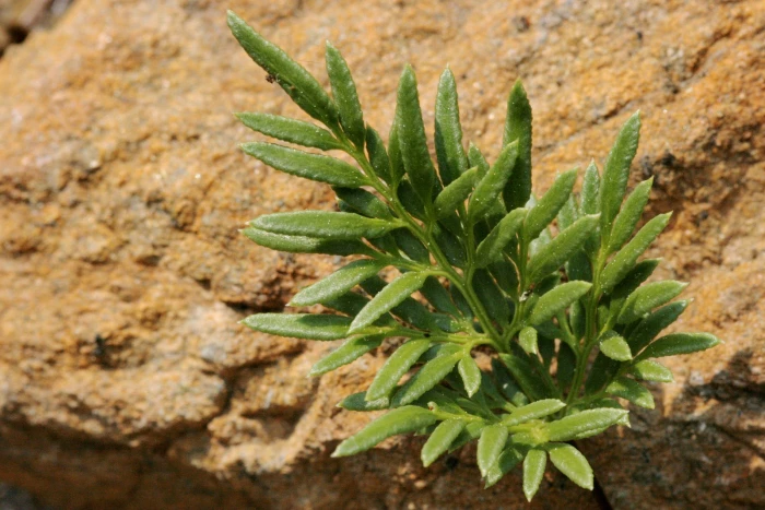 Aspidotis densa image