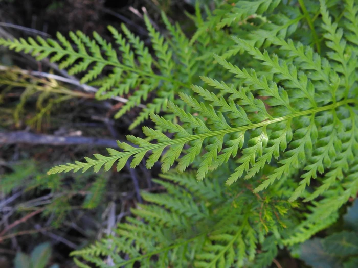Asplenium adiantum-nigrum image