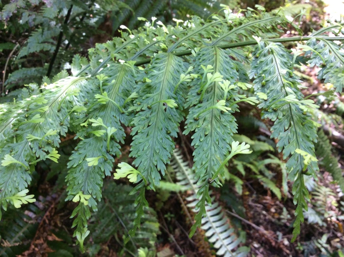 Asplenium bulbiferum image