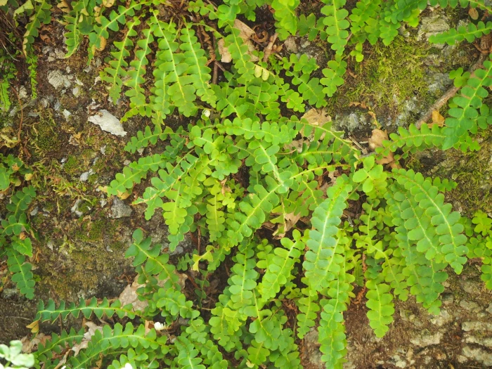 Asplenium ceterach image