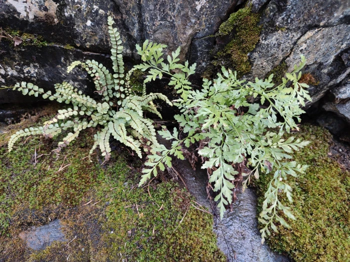 Asplenium cuneifolium image