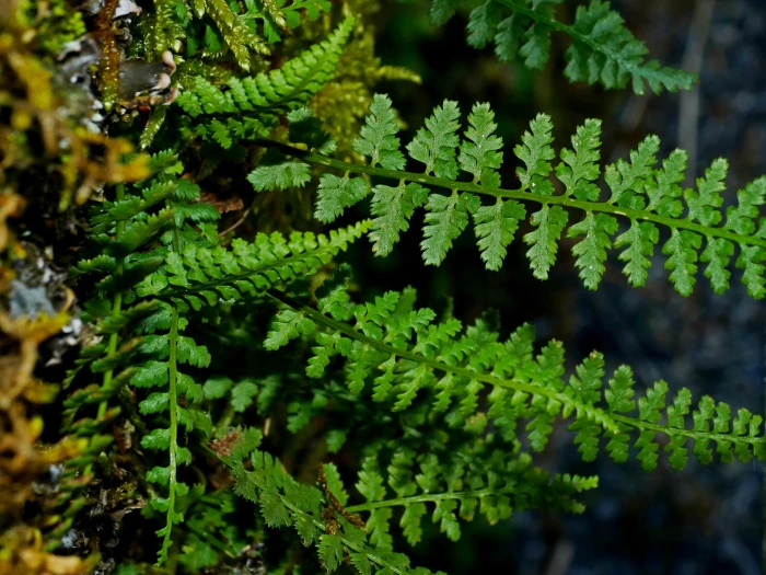 Asplenium incisum image