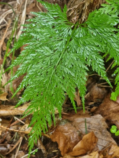 Asplenium onopteris image