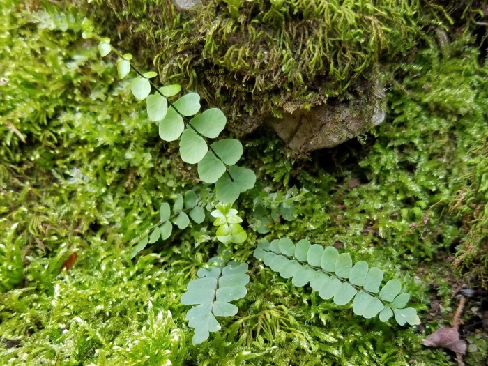 Asplenium resiliens image