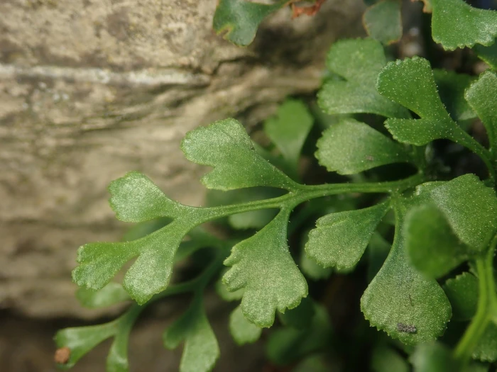 Asplenium ruta-muraria image