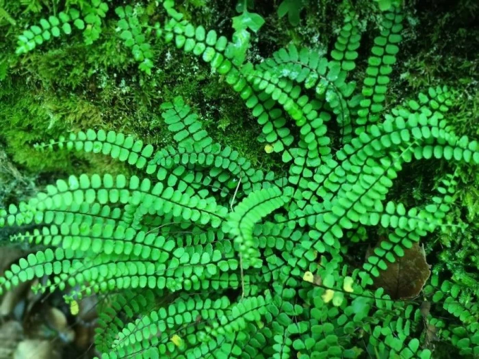 Asplenium trichomanes image