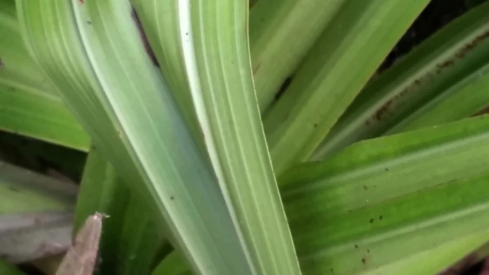 Astelia grandis image