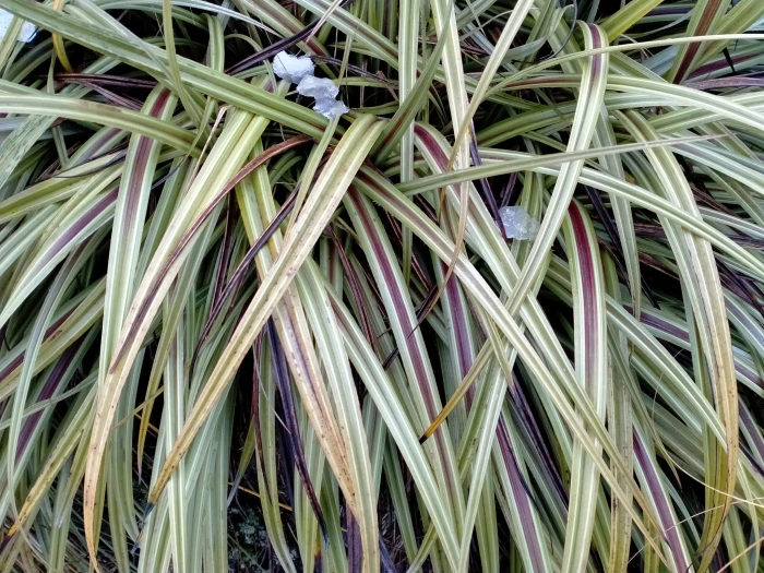 Astelia nervosa image