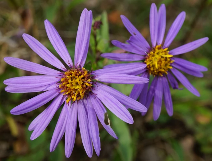 Aster amellus image