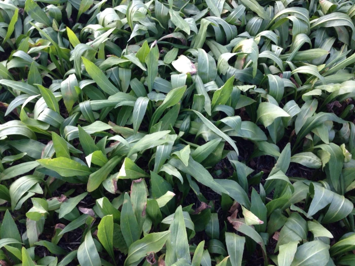 Aster koraiensis image