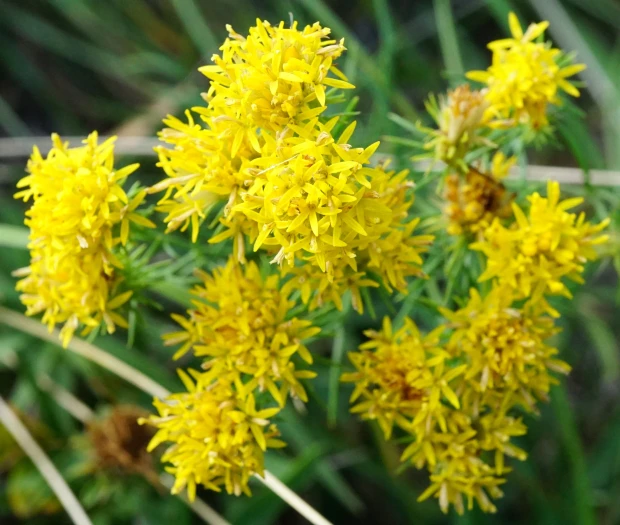 Aster linosyris image