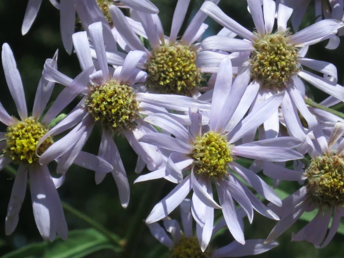 Aster tataricus image