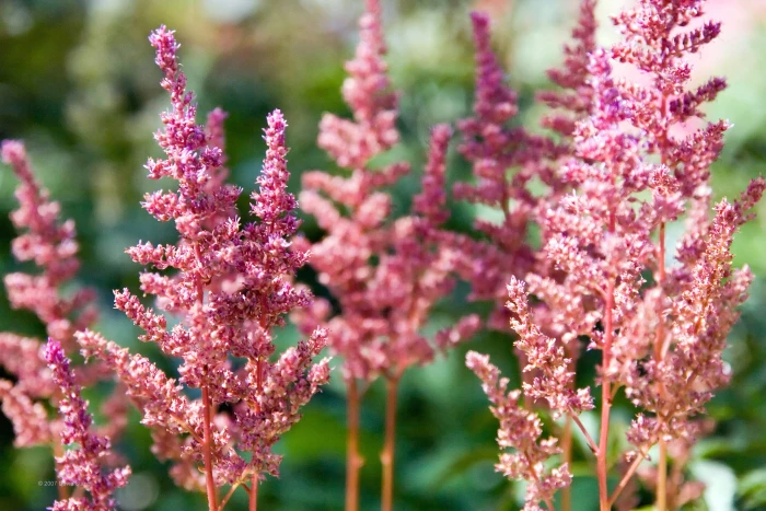 Astilbe japonica image