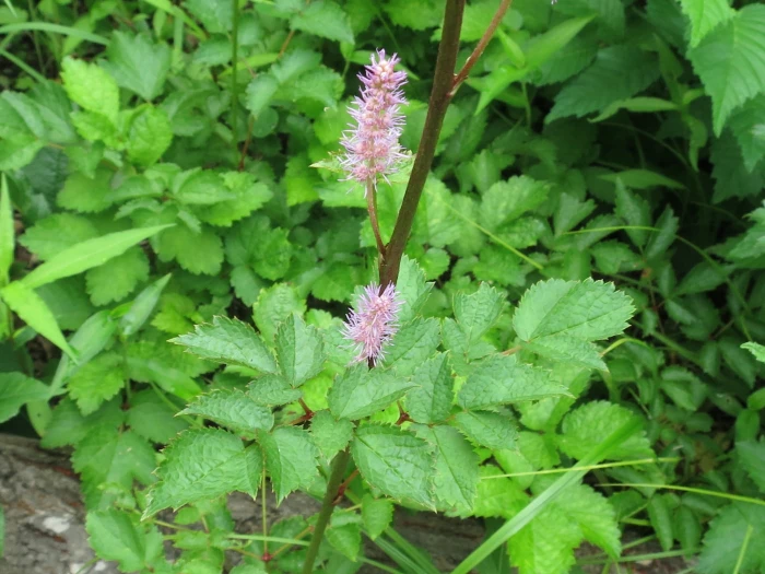 Astilbe rubra image