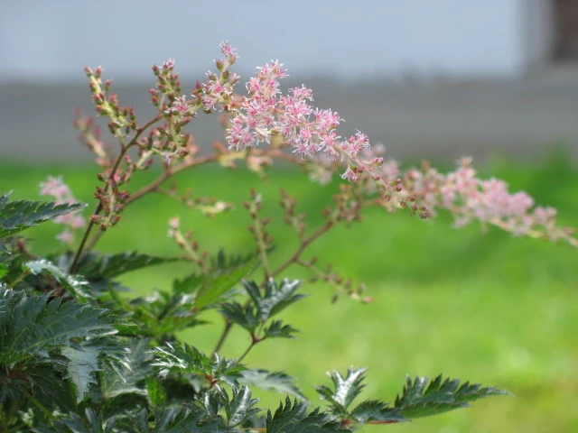 Astilbe simplicifolia image