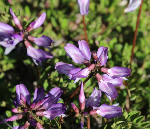 Astragalus alpinus image