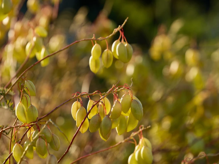 Astragalus asymmetricus image