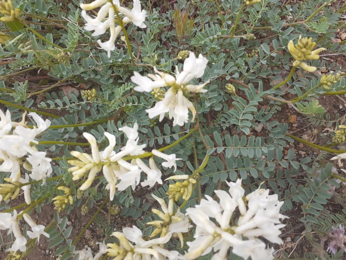 Astragalus curvicarpus image