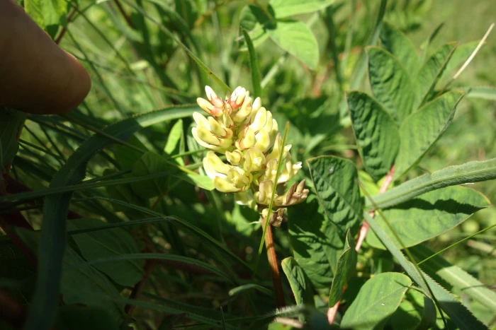 Astragalus glycyphyllos image