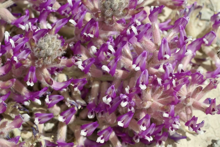 Astragalus mollissimus image