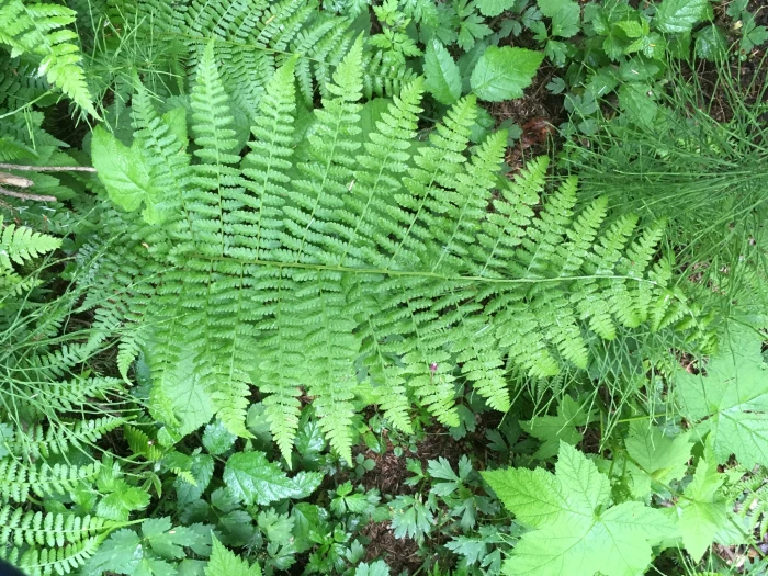 Athyrium filix-femina image
