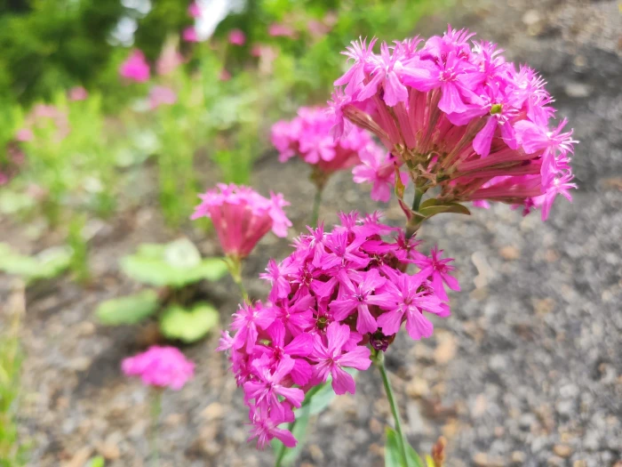 Atocion compactum image