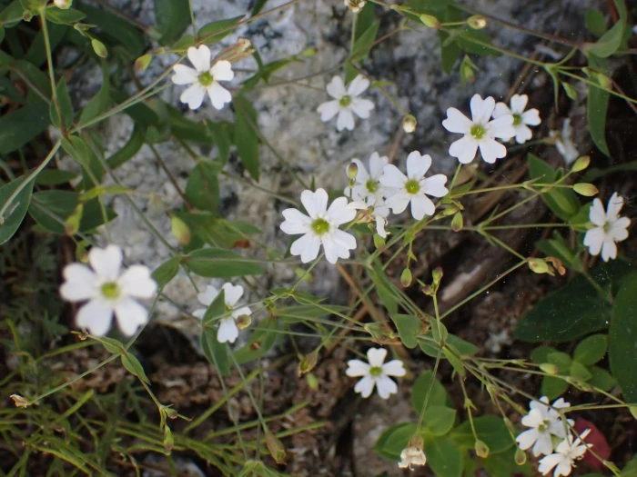 Atocion rupestre image