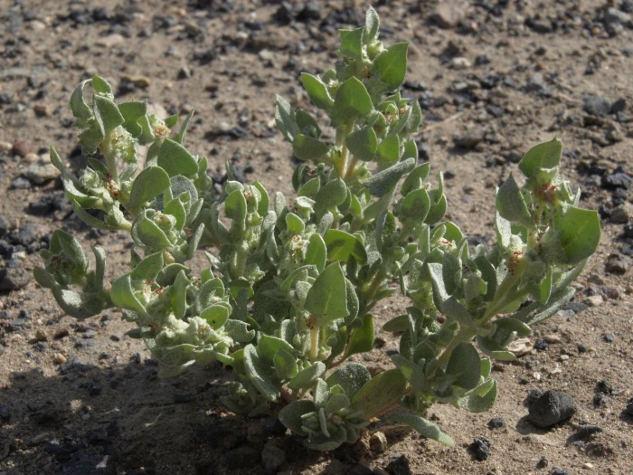 Atriplex argentea image