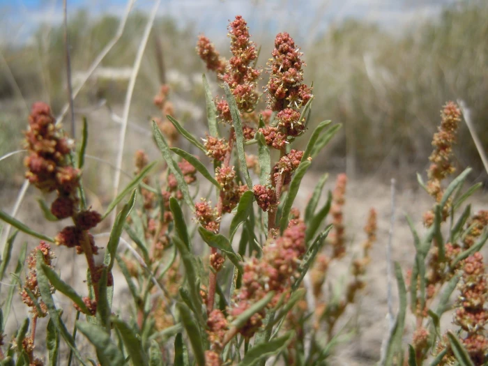 Atriplex gardneri image