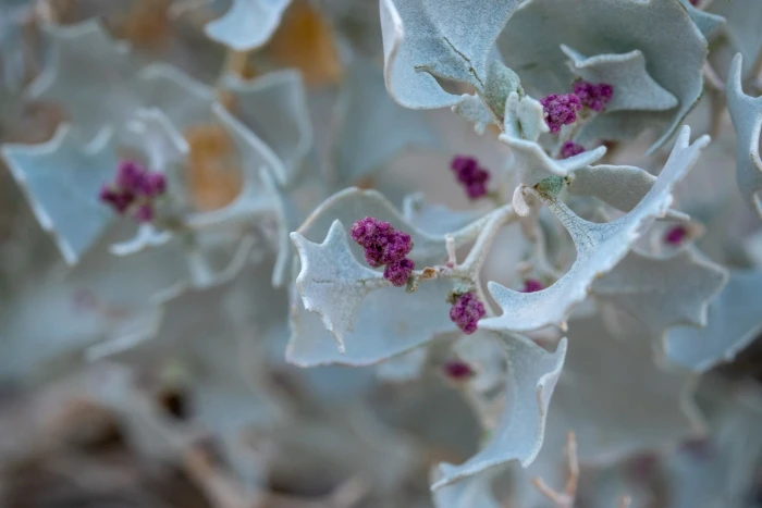 Atriplex hymenelytra image