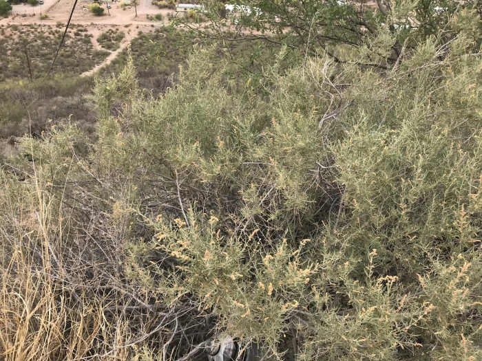 Atriplex linearis image