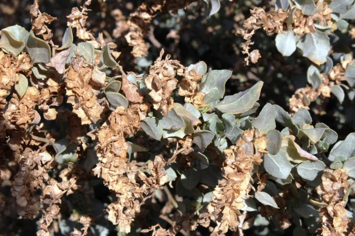 Atriplex nummularia image
