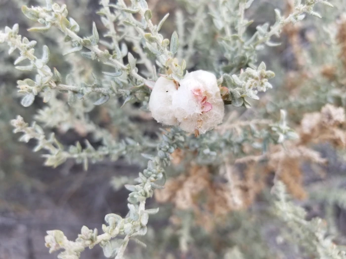Atriplex polycarpa image