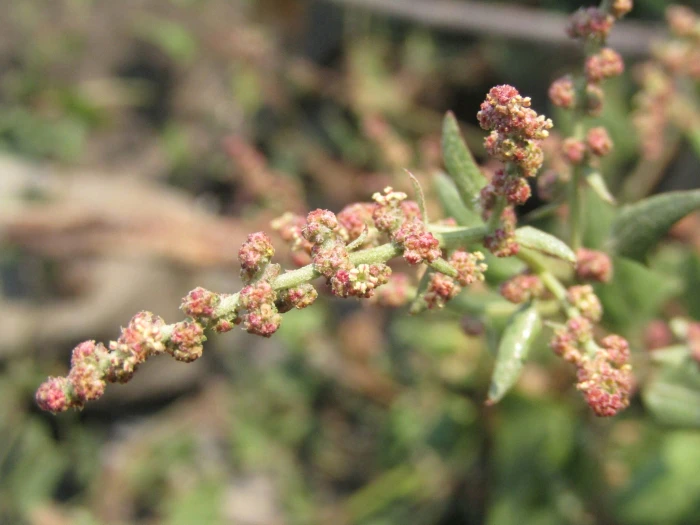 Atriplex prostrata image