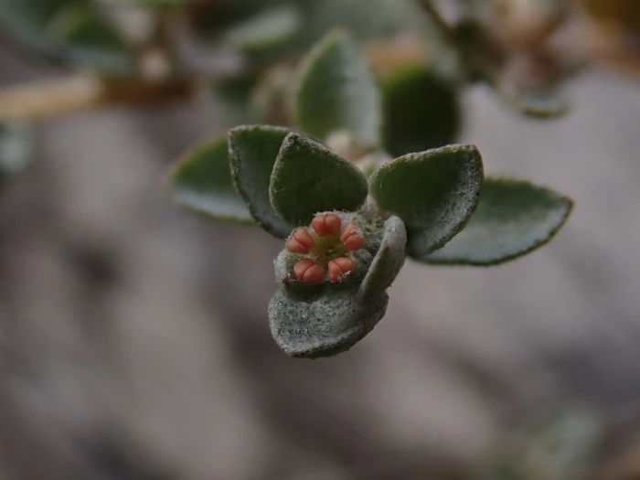 Atriplex pumilio image