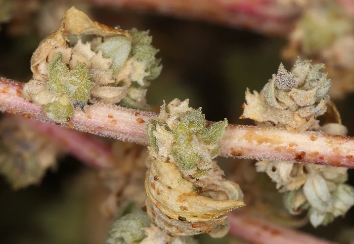 Atriplex serenana image