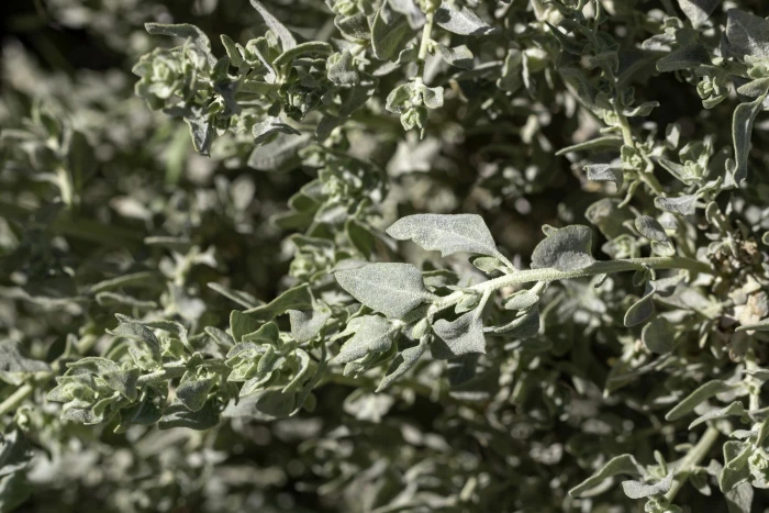 Atriplex spinifera image