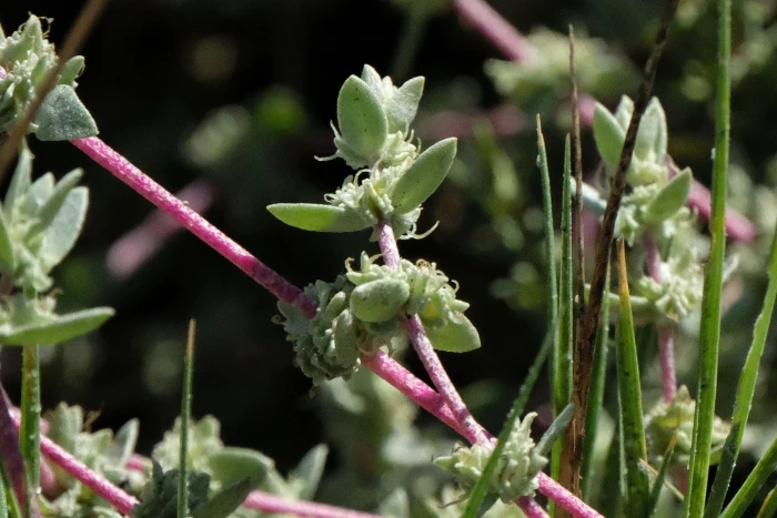 Atriplex watsonii image