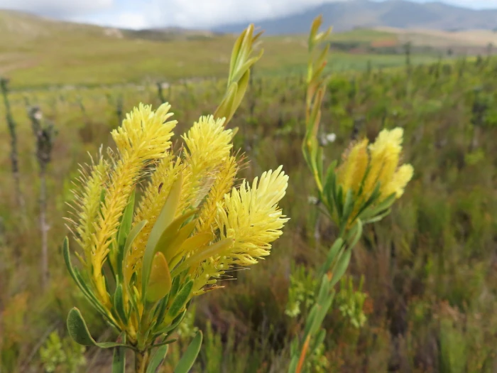 Aulax umbellata image
