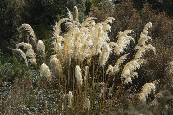 Austroderia richardii image