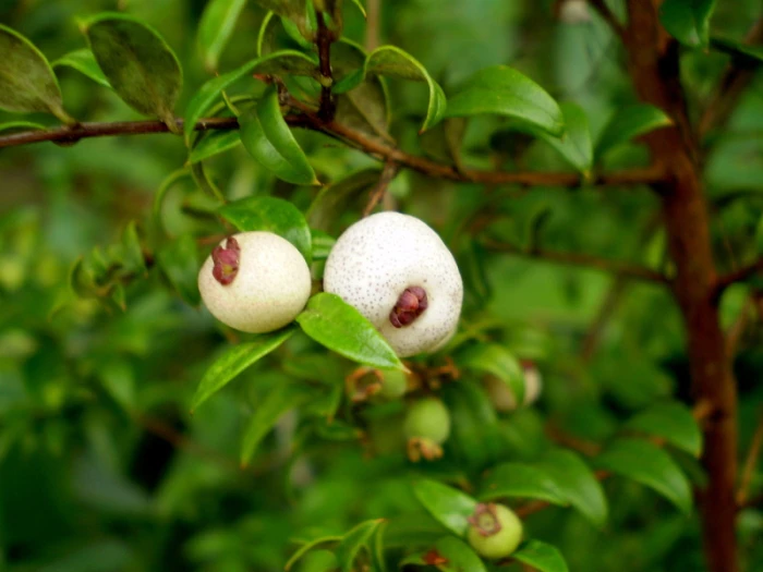 Austromyrtus dulcis image